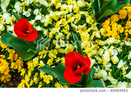 Tulip blooming park 88469493