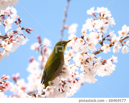 Spring flowers and Mejiro "Japanese style image" (Kyoto) Spring flowers and Mejiro "Japanese style image" (Kyoto) 88469577