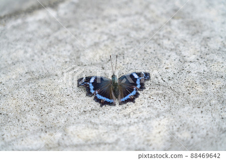 Ruri Tateha with a beautiful lapis lazuli pattern 88469642