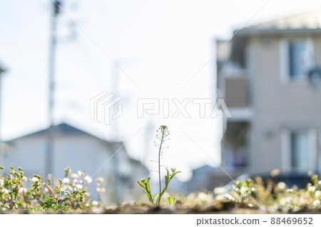 Small flowers sprouting in a vacant lot in a residential area 88469652