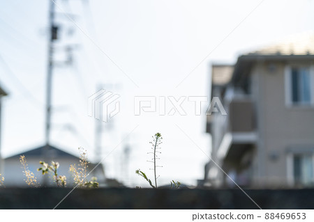 在住宅區的空地上發芽的小花 88469653