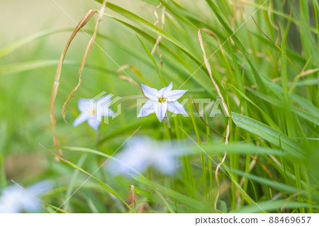 Hananira that blooms beautiful flowers in spring 88469657