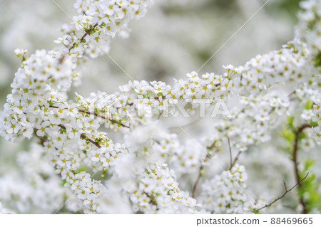 Spiraea thunbergii in full bloom with a white and neat atmosphere Spiraea thunbergii in full bloom with a white and neat atmosphere 88469665
