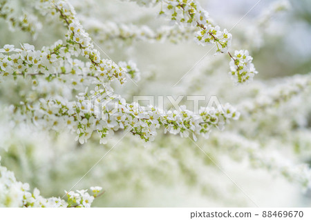 Spiraea thunbergii in full bloom with a white and neat atmosphere 88469670