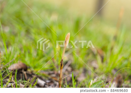 Horsetail that has grown a little in spring 88469680