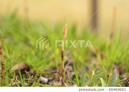 Horsetail that has grown a little in spring 88469681