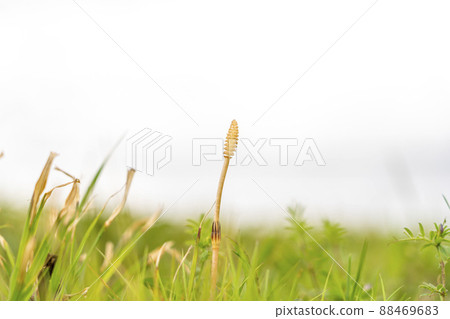 Horsetail that has grown a little in spring 88469683