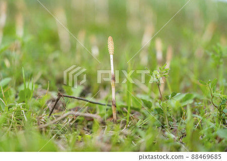 Horsetail that has grown a little in spring 88469685