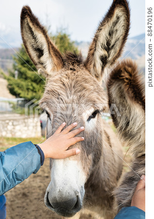 A child's hand caresses a donkey 88470196