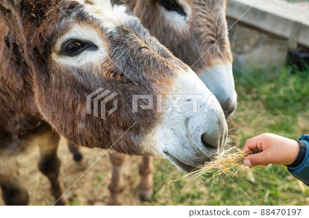 Hand of a child with hay for a donkey 88470197