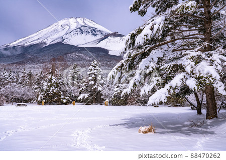 《靜岡縣》富士山和霧凇/水塚公園 88470262