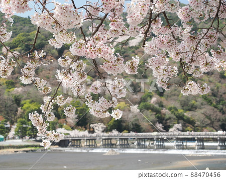 Arashiyama Cherry blossoms with Togetsukyo Bridge in the background Arashiyama Cherry blossoms with Togetsukyo Bridge in the background 88470456