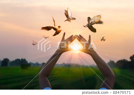Woman praying and free bird enjoying nature on sunset background, hope concept 88470571