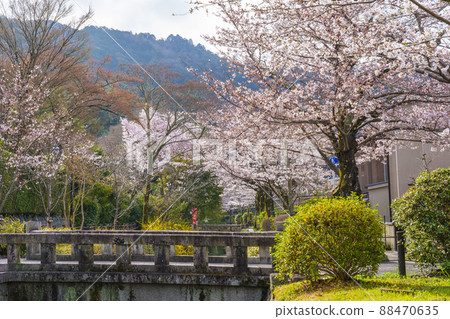 櫻花盛開的京都“哲學之路”早晨 88470635