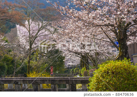 櫻花盛開的京都“哲學之路”早晨 櫻花盛開的京都“哲學之路”早晨 88470636