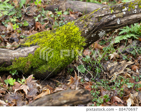 Dead tree with moss 88470697