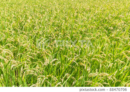 Rice field with rice ears 88470706