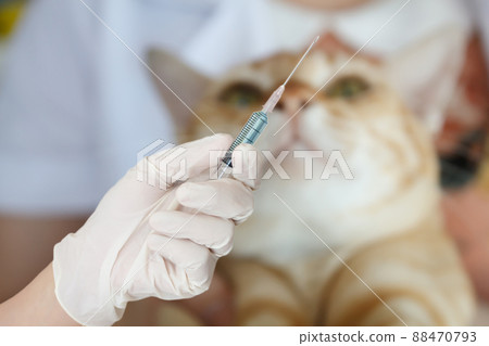veterinarian is giving a cat a vaccination veterinarian is giving a cat a vaccination 88470793