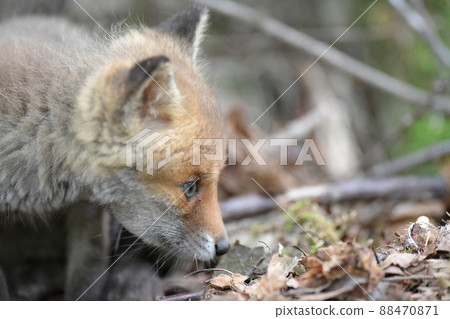 Children of Kita fox 88470871