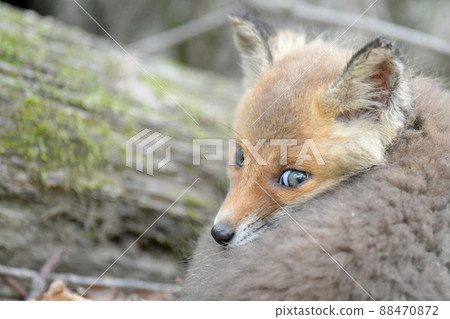 Children of Kita fox 88470872