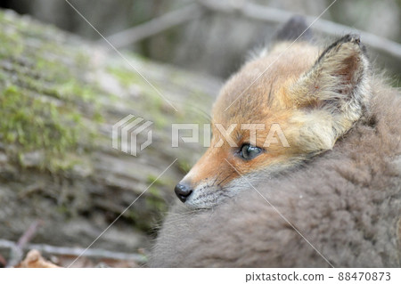 Children of Kita fox 88470873