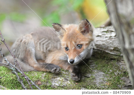 Kita狐狸的孩子們 88470909