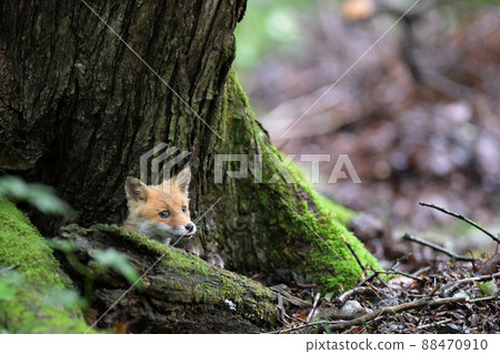 Kita狐狸的孩子們 88470910