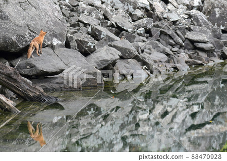 瞄準鼠兔的紅狐狸 88470928