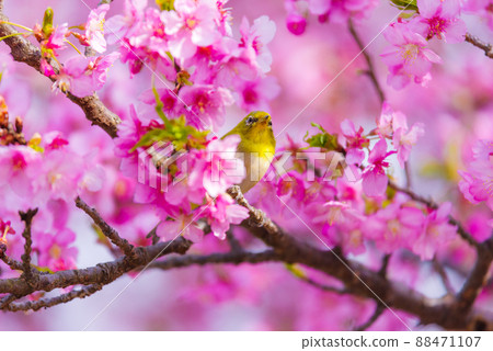 Japanese-style image "Mejiro and Kawazu cherry blossoms" Japanese-style image "Mejiro and Kawazu cherry blossoms" 88471107