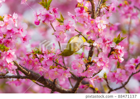 Japanese-style image "Mejiro and Kawazu cherry blossoms" Japanese-style image "Mejiro and Kawazu cherry blossoms" 88471137
