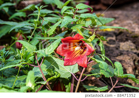 Flowers of Canary Island bellflower, Canarina canariensis near Teror, Gran Canaria, Spain Flowers of Canary Island bellflower, Canarina canariensis near Teror, Gran Canaria, Spain 88471352