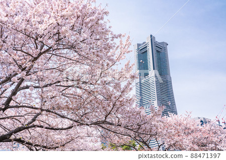 《Kanagawa Prefecture》 Sakura in full bloom, Yokohama Minatomirai 《Kanagawa Prefecture》 Sakura in full bloom, Yokohama Minatomirai 88471397