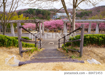 Kawazu cherry blossoms on the hill where Fuji blooms Kawazu cherry blossoms on the hill where Fuji blooms 88471453