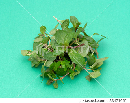 Herb peppermint Herb peppermint 88471661