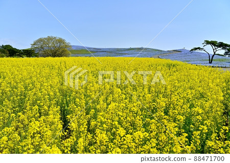 Nemophila of Miharashi no Oka in the flower field of rape blossoms in Hitachi Seaside Park Nemophila of Miharashi no Oka in the flower field of rape blossoms in Hitachi Seaside Park 88471700