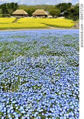 日立海濱公園開花的三晴之丘的油菜田和油菜田的古民居 88471720