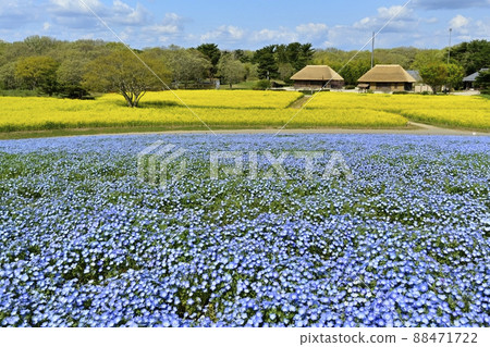 An old folk house in the nemophila and rape field of the flower-blooming Miharashi no Oka in Hitachi Seaside Park An old folk house in the nemophila and rape field of the flower-blooming Miharashi no Oka in Hitachi Seaside Park 88471722