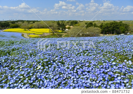 Nemophila and rape field on the flower-blooming Miharashi no Oka in Hitachi Seaside Park Nemophila and rape field on the flower-blooming Miharashi no Oka in Hitachi Seaside Park 88471732