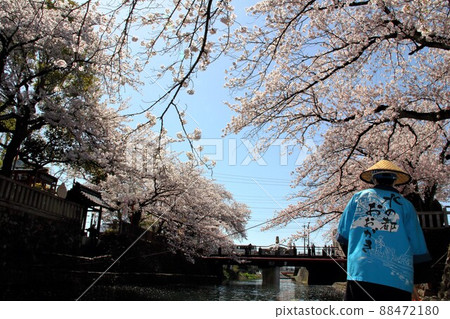 Walk around the narrow path knot in the back of spring ・ 46 (Ogaki City, Gifu Prefecture) Walk around the narrow path knot in the back of spring ・ 46 (Ogaki City, Gifu Prefecture) 88472180
