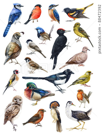 Forest birds watercolor illustration set. Hand drawn realistic bird collection. Woodpecker, owl, sparrow, chickadee, magpie, dove, kingfisher, duck, bullfinch elements. Forest bird big collection 88472392