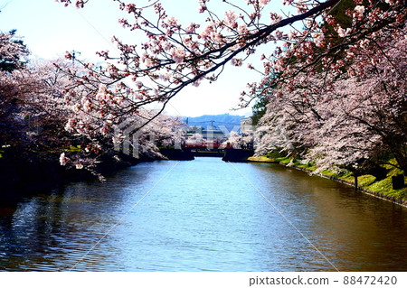 Sakura in full bloom and red bridge Matsugasaki Park 88472420