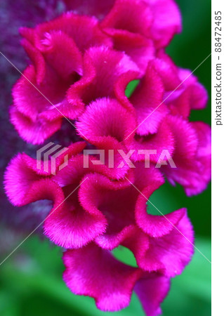 Keito Keito 88472485