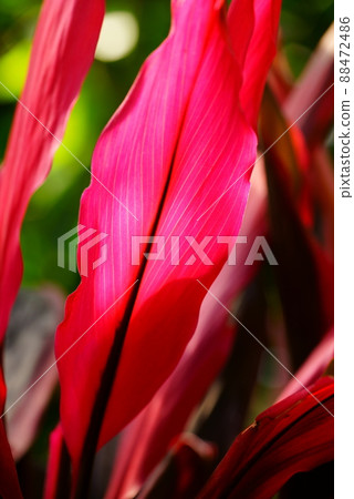 Cordinelli Taminaris 88472486