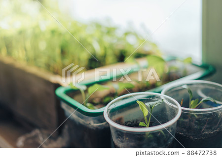 Young sprouts in plastic and wooden trays on the background of the window, Earth day Young sprouts in plastic and wooden trays on the background of the window, Earth day 88472738