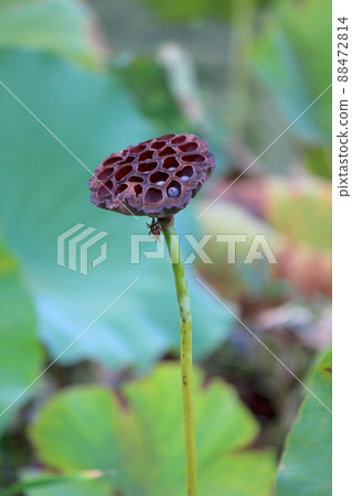 Withered lotus tentacles 88472814