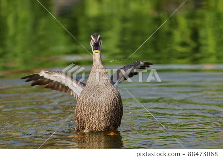 Cargamo Cargamo 88473068