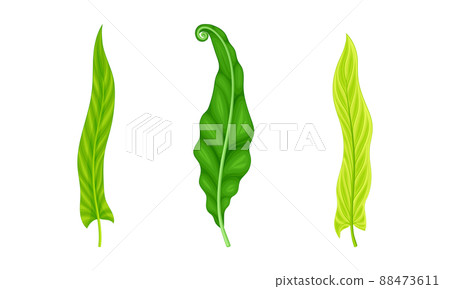 Palm leaves set. Green tropical exotic plants vector illustration Palm leaves set. Green tropical exotic plants vector illustration 88473611