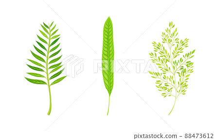 Green fern and palm leaves set. Green tropical leaf vector illustration Green fern and palm leaves set. Green tropical leaf vector illustration 88473612