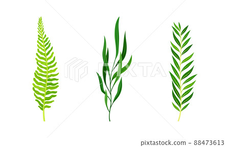 Green fern leaves set. Green tropical leaf vector illustration Green fern leaves set. Green tropical leaf vector illustration 88473613