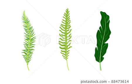 Tropical exotic palm leaves set. Green jungle plant peaf vector illustration Tropical exotic palm leaves set. Green jungle plant peaf vector illustration 88473614